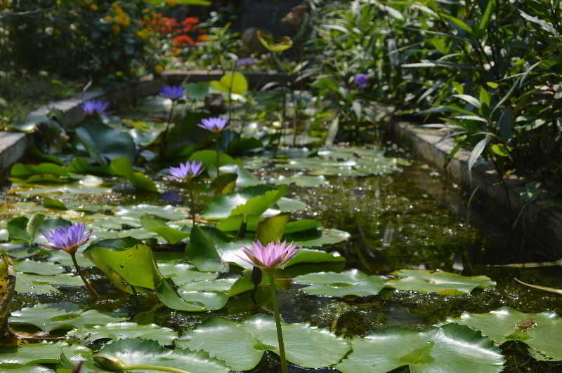 The Hoi An Orchid Garden Villas Exterior photo